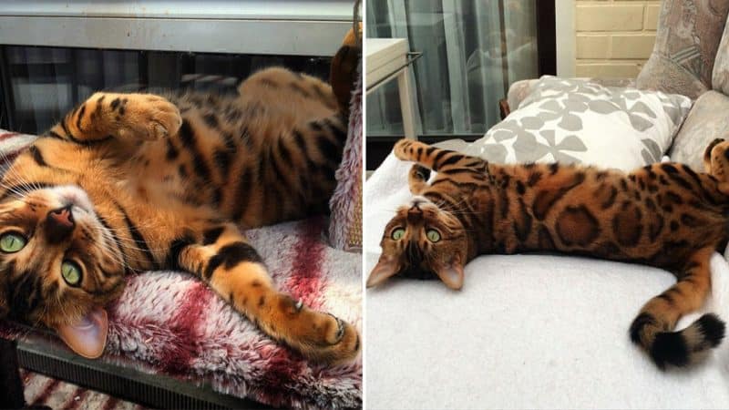 The Bengal Cat With A Leopard-Like Fur The Internet Is Falling In Love With