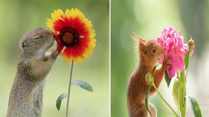 Impressive moment Baby squirrel holding a flower and smelling it