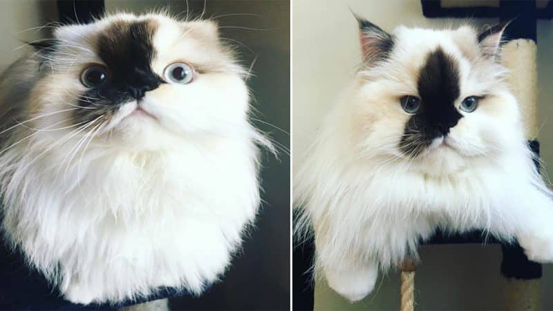 The Adorable Himalayan Cat Who Took Instagram By Storm with Her Unique Ink-Dipped Look