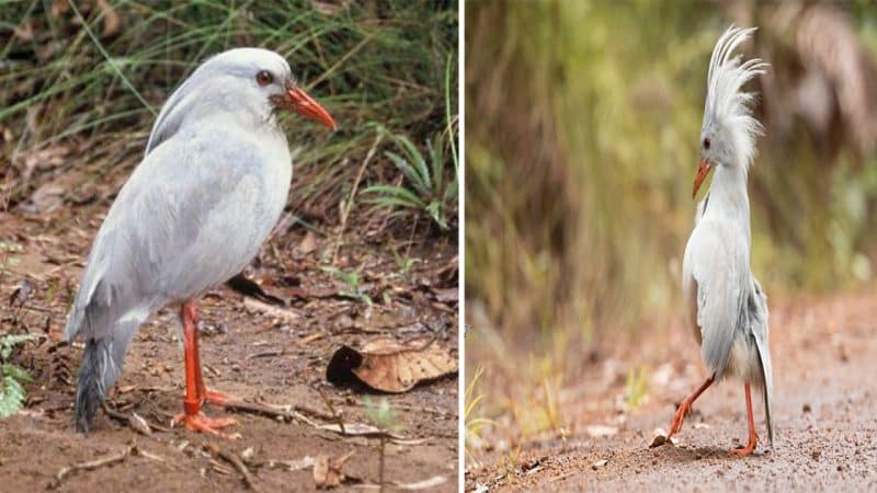 Unveiling the Beauty of the Kagu: A Rare and Endangered Bird of New Caledonia