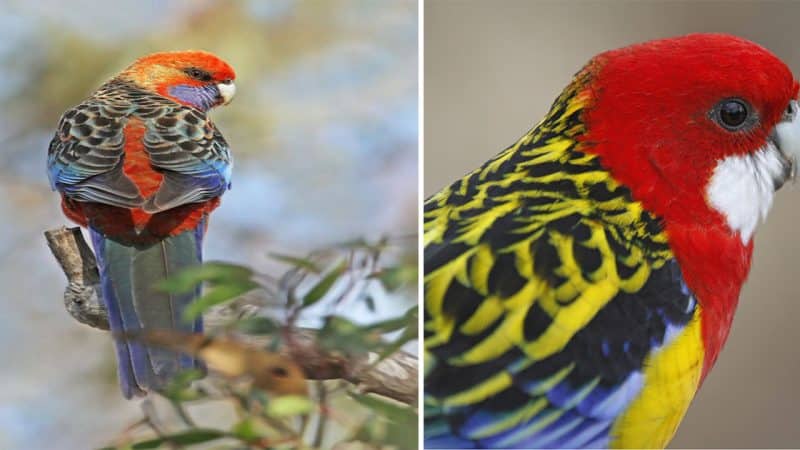 Striking Beauty and Sociable Companionship: Exploring the Rosella Parrot with Micro Influencer