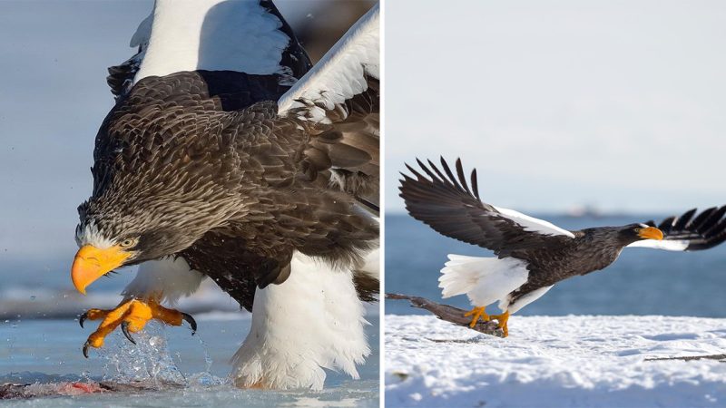 Steller’s Sea Eagle: The Majestic Ruler of the Arctic Skies