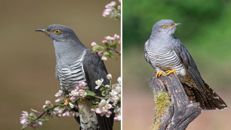 The Elusive Cuckoo: A Mysterious Bird of Intrigue