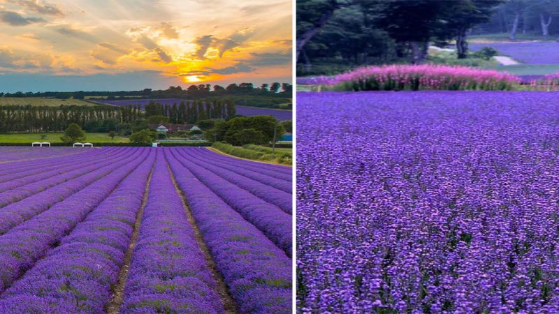 Mystical Elegance Unveiled: Discover the Enchanting Lavender Garden