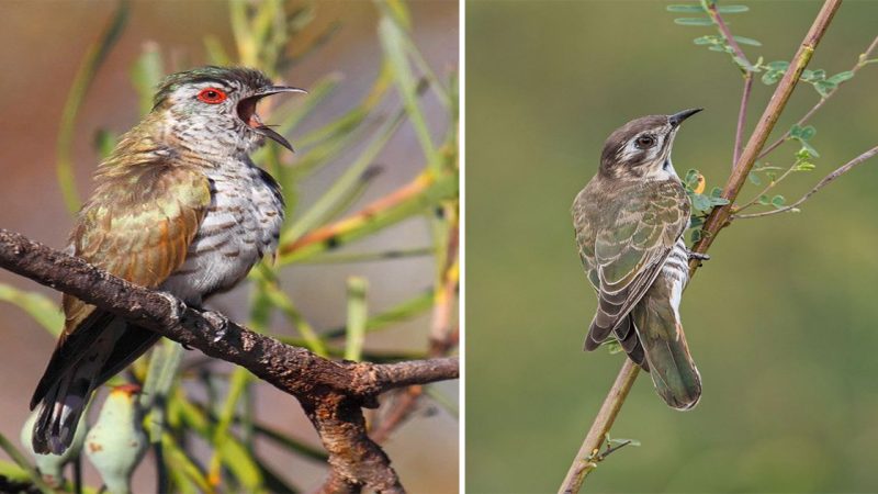 The Little Bronze-Cuckoo: A Tiny Jewel of the Avian World