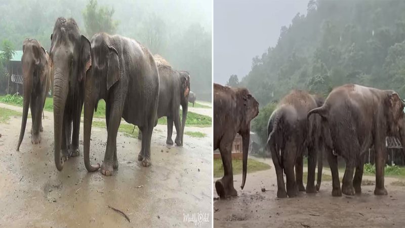 Harmony with Nature: Symphony of Elephants in the Rain