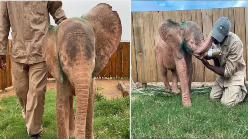 The Incredible Story of a Rescued Albino Elephant: From Abandonment to Miraculous Resurrection