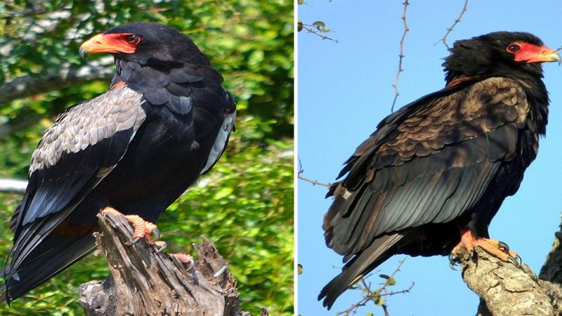 The Bateleur Eagle: Grace and Power in the Skies