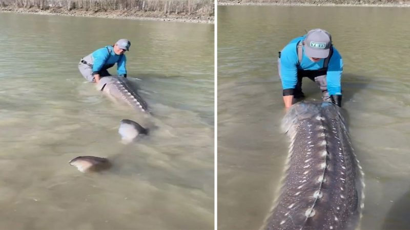 Unveiling the Jurassic Carp: Fisherman Astonishing Catch of an 11 ft ‘Living Dinosaur’ Weighing 42st