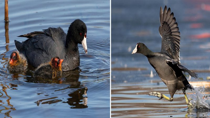 Graceful Coot Birds: Masters of the Waterways