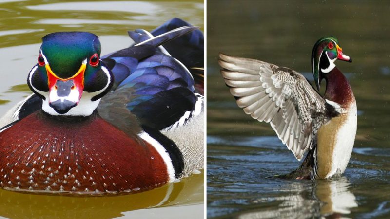 Wood Duck: Nature’s Masterpiece of Color and Elegance