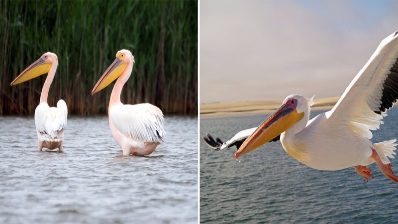 The Majestic Pelican: A Fascinating Avian Species with a special beak