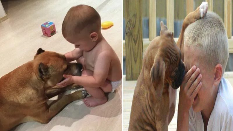 The Heartwarming Act of a Dog’s Paw Comforting a Crying Boy