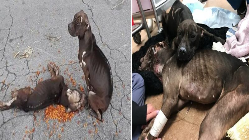 Heartwarming Tale of Pitbull Fighting Dogs Abandoned and Rescued