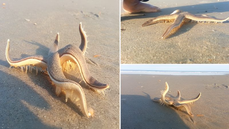 Discovering its sea legs? Astounding footage captures a starfish ‘strolling’ along a beach before being gently returned to the ocean.