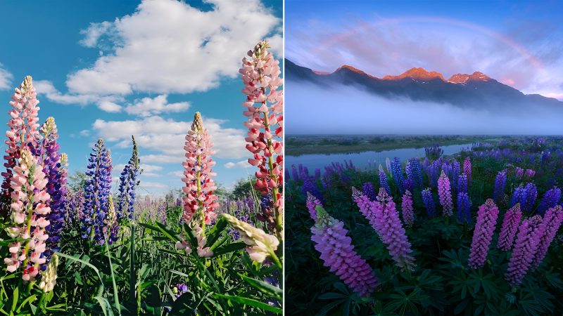 Magnificent lupine flowers in New Zealand