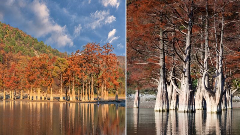 Marvel at the majestic, unique Oak Lake