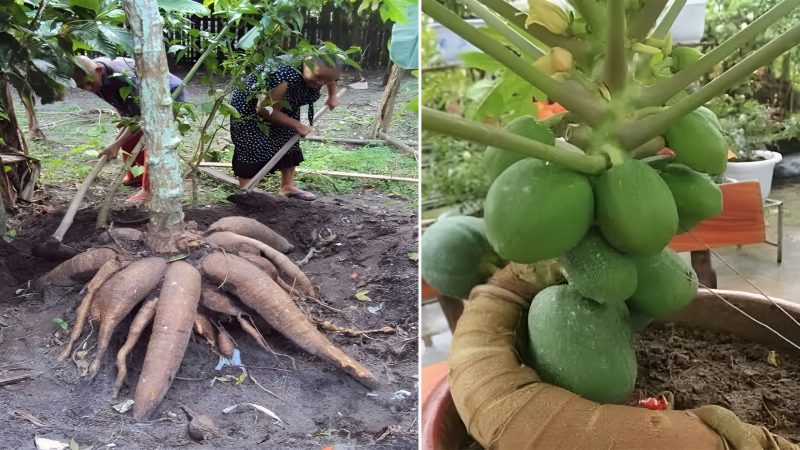 Magical Nature: Enchanting dwarf trees with giant fruit