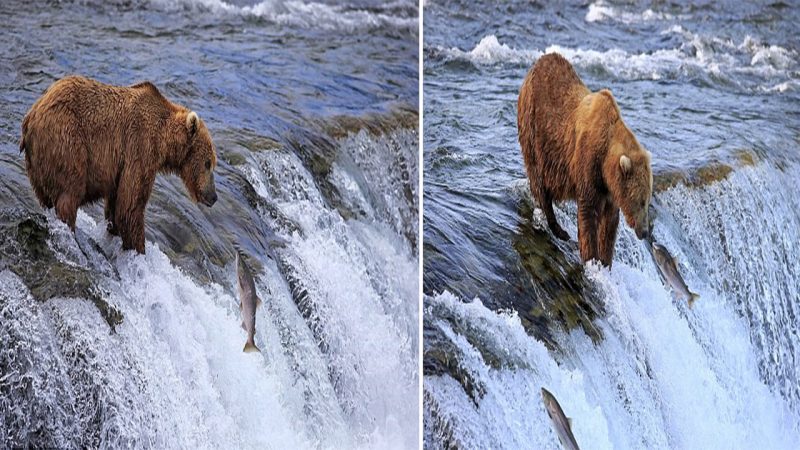 Bear’s Missed Salmon Feast: A Hilarious Encounter in Alaska’s Brooks River