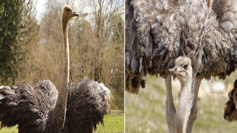 The Magnificent Ten: Discovering the Largest Birds in the World