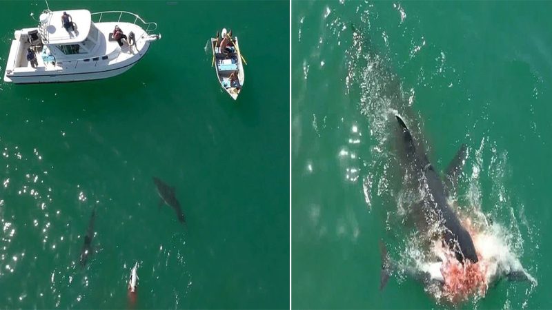 Great White Sharks Feasting on Dead Dolphin: Captivating Drone Footage Off California Coastline