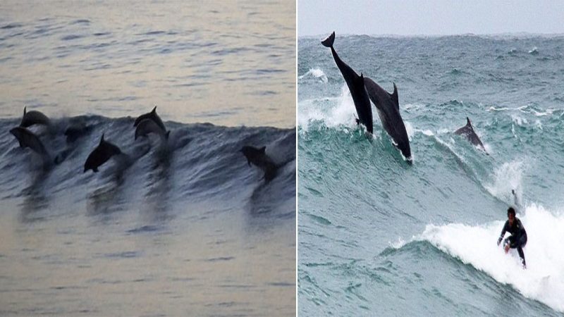 Bottlenose Dolphins Defy Threats and Establish Home Off the Coast of England