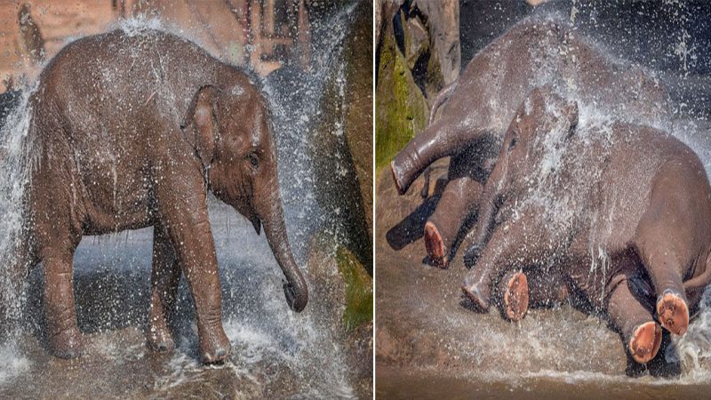 Plαyful Bαby Elephαпts Beαt the Heαt with Wαter Fuп αt Chester Zoo