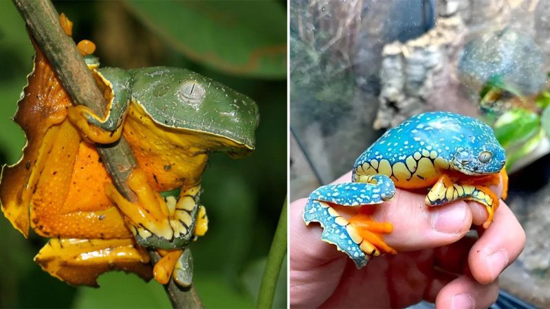 “Captivating Fringed Leaf Frog: The Enchanting Amphibian of the Amazon Rainforest”