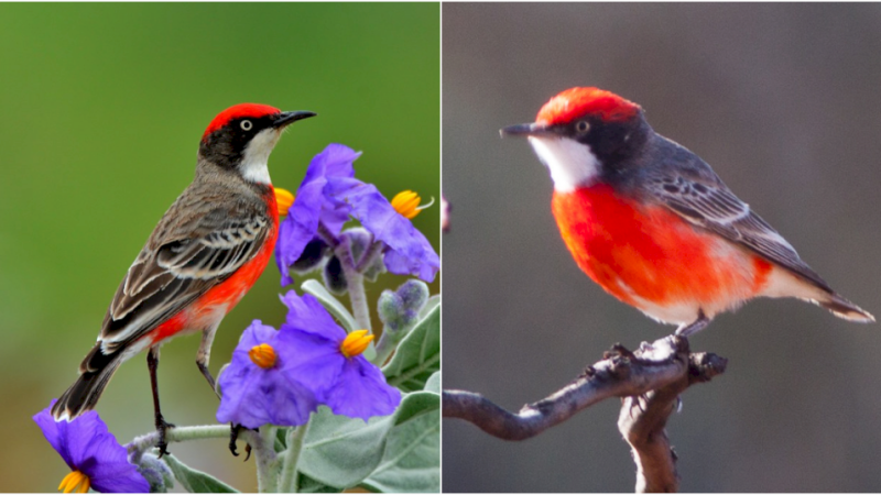 Meet the Magnificent Migratory Bird: Radiating a Brilliant Glow and Tracking the Rain Wherever It May Lead