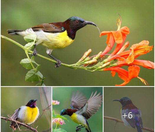 Enchanting Elegance: The Radiant Plumage and Unique Charm of the Purple-Rumped Sunbird