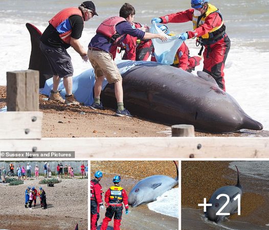 Injured Whale Found Stranded on Sussex Beach Passes Away Despite Desperate 24-Hour Rescue Efforts