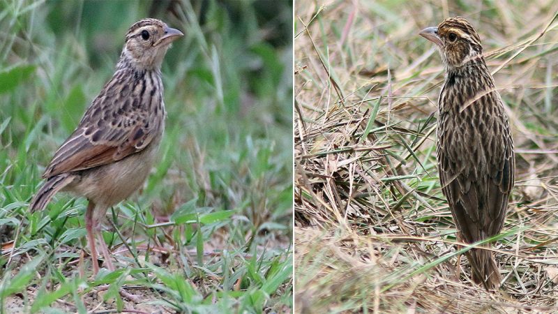 Indochinese Bushlark: The Melodious Skylark of Southeast Asia