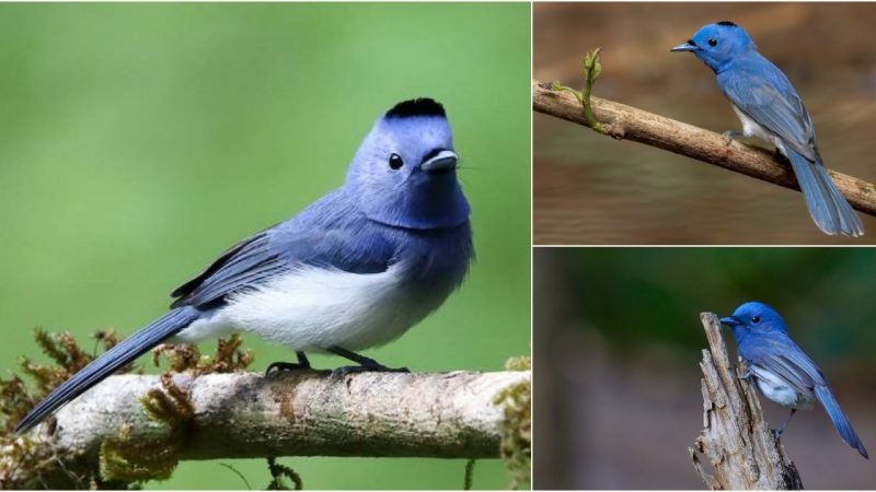 Introduction to the Striking Black-Naped Monarch