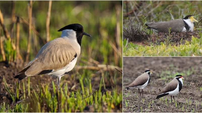 Discover the Beauty of the “Long-Legged Supermodel” Bird, the River Lapwing, and Its High Risk of Extinction