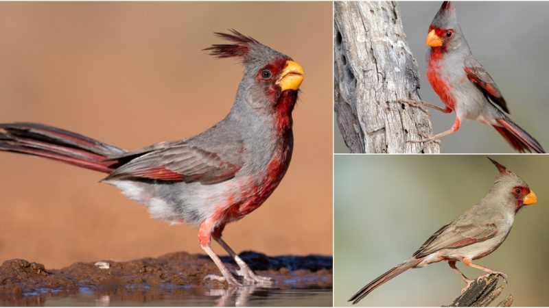 Showcasing the Pyrrhuloxia: Breathing Life into Barren Lands