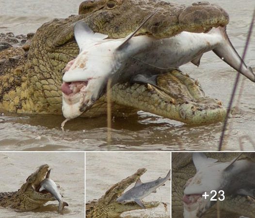 Epic Showdown: Giant Crocodile Devours Shark in Terrifying Encounter