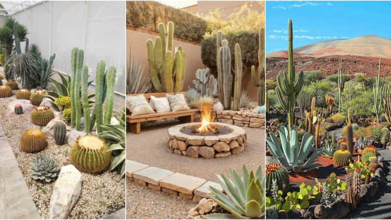 Completely revamp your garden with 22 desert landscaping ideas that bring out natural beauty and a powerful aura