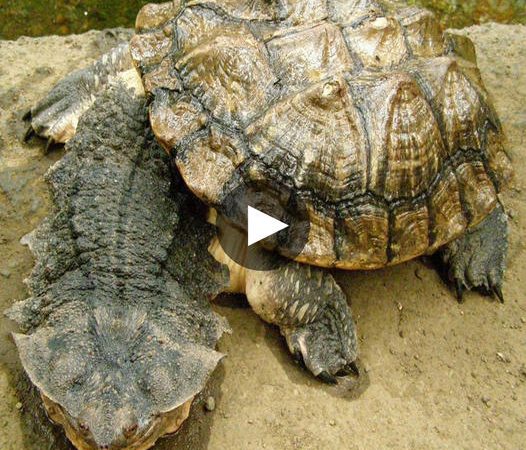 Celebrating the Enigmatic Grin: Unveiling the Extraordinary Feeding Habits of a Unique Turtle Species