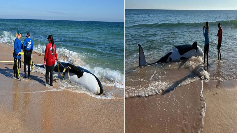 Rescue Workers Brave Harsh Conditions to Save Beached Killer Whales in Argentina