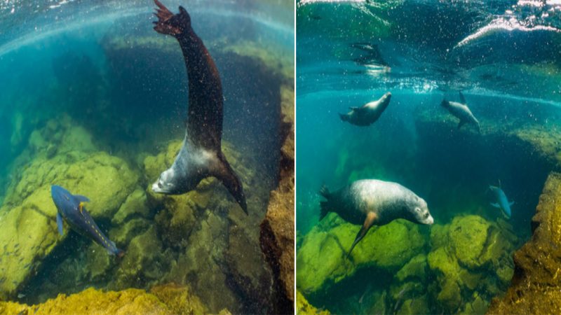 Unveiling the Extraordinary Hunting Techniques of Sea Lions