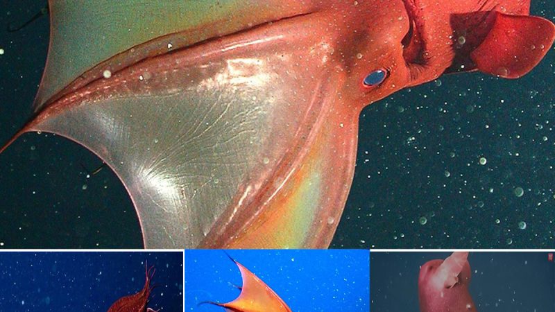 Meet the Colossal “Demon Squid” with a Lion-Like Bite Force