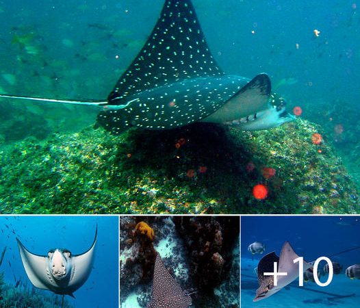 Unveiling the Enigmatic World of Spotted Eagle Rays – Oceana’s Aquatic Marvels