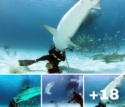 Ready for your close-up? Diver survives tiger shark attack by fending off the 12-foot beast with his camera