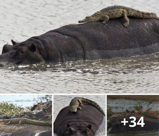 Hilarious Encounter: Newborn Crocodile Mistakes Hippo for a Rock