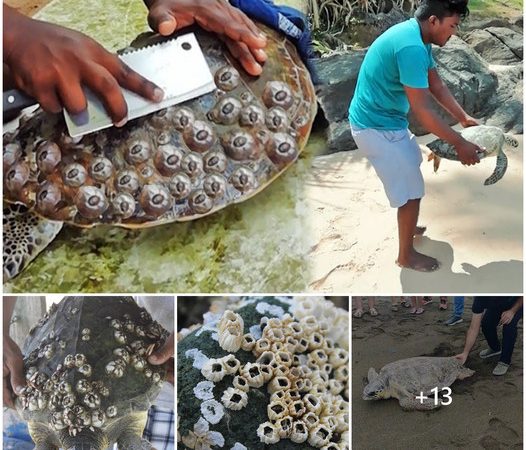 This Man’s Quest to Relieve Suffering in Sea Turtles