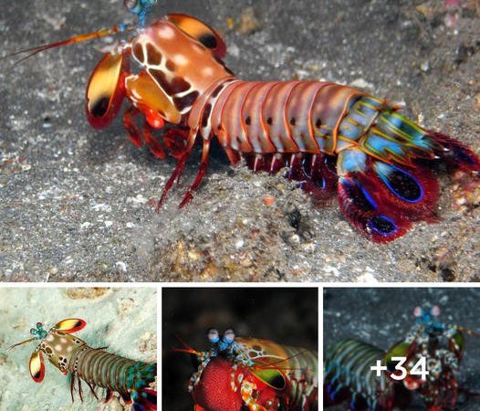 Unleashing the Thunderous Fury: The Astonishing Power of the Peacock Mantis Shrimp