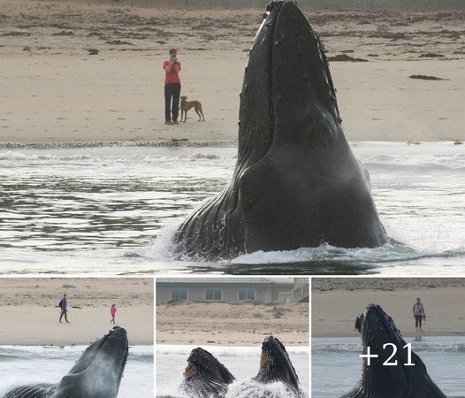 Close Encounter: Humpback Whale Surprises Beachgoers and a Curious Dog off California Coast