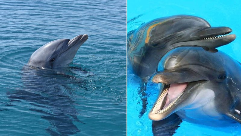 Dancing with Dolphins: Graceful Guardians of the Ocean