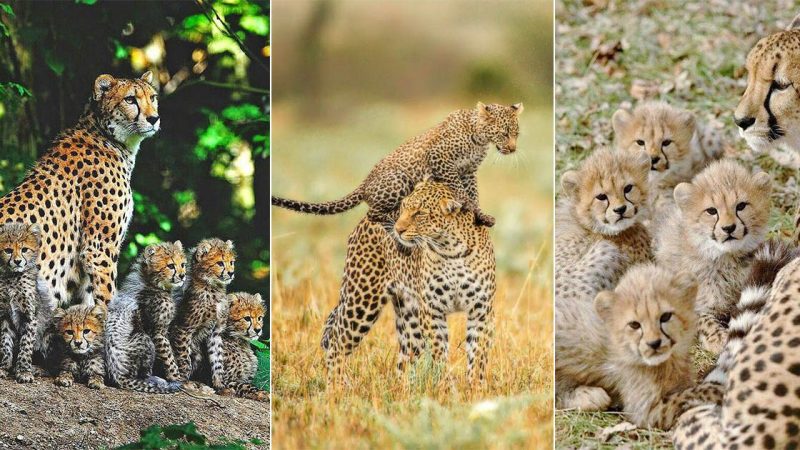 The Fire Leopard Family – A Refuge of Love