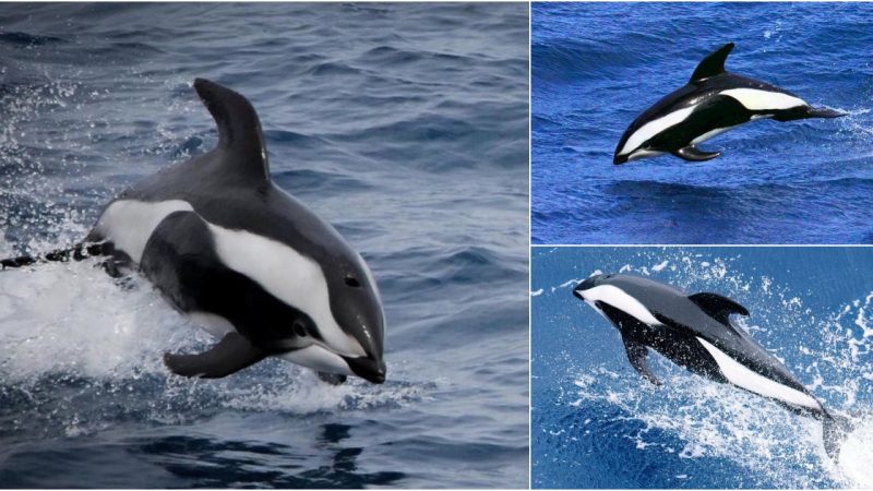 Exploring the Habitat and Behavior of Hourglass Dolphins in the Southern Hemisphere